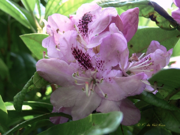 Bois des Moutiers (81) Juin 2012